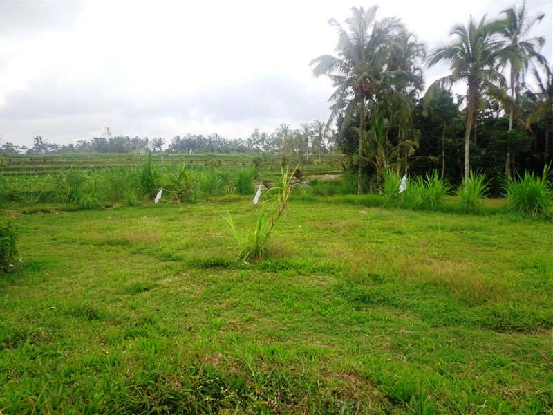 land for sale in ubud