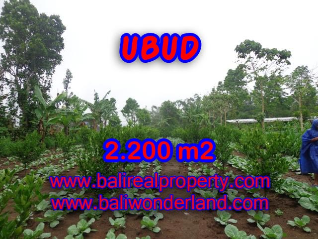 Land for sale in Ubud, Magnificent view in Ubud Tegalalang Bali – TJUB348