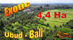 Affordable 44,000 m2 LAND for SALE in Ubud BALI TJUB858