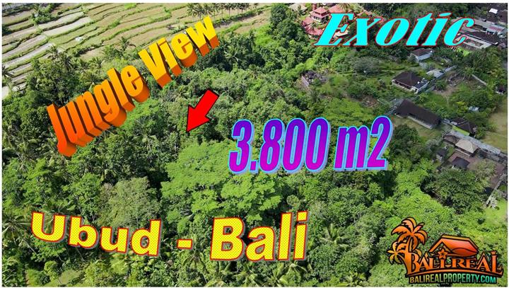 Cheap property 3,800 m2 LAND for SALE in UBUD TJUB870